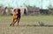 Portrait of a purebred Hungarian Vizsla dog in nature. Beautiful Magyar Vizsla golden rust color on walking. Beautiful Hungarian