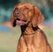 Portrait of a purebred Hungarian Vizsla dog in nature. Beautiful Magyar Vizsla golden rust color on walking. Beautiful Hungarian