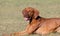 Portrait of a purebred Hungarian Vizsla dog in nature. Beautiful Magyar Vizsla golden rust color on walking. Beautiful Hungarian