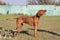 Portrait of a purebred Hungarian Vizsla dog in nature. Beautiful Magyar Vizsla golden rust color on walking. Beautiful Hungarian