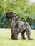 Portrait of purebred Kerry Blue Terrier dog