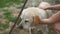 Portrait of purebred labrador outdoors with female hands washing dog. Adult male animal with unrecognizable owner