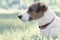 Portrait of purebred noble calm dog Jack Russell Terrier lying on grass outdoor and looking at left side