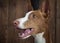 Portrait of purebred Podenco ibicenco dog indoors