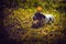 Portrait of purebred puppy jack russell terrier in grass in the meadow