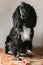 Portrait of a purebred russian spaniel in a studio. Black dog. Pink tulip