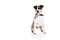 Portrait of a purebred smooth fox terrier white background