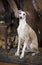 Portrait of purebred Whippet hunting dog