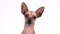 Portrait of a purebred Xoloitzcuintli dog