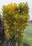 portrait of a puring ornamental plant that has yellow leaves, a combination of green and unique