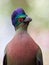 Portrait of Purple-crested turaco & x28;Tauraco porphyreolophus& x29;