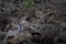 Portrait, Purple heron or Ardea purpurea on a rock freedom alone in the evening forest in the shadows at Kaeng Krachan National