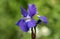 Portrait of Purple Siberian Iris flower