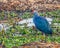 A portrait of a purple swamphen