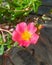 Portrait of purslane plant in the morning.