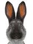 Portrait rabbit distorted by a wide-angle close-up