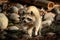 A portrait of a raccoon running around on the ground in the dirt between the rocks after passing a small creek