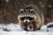 Portrait of a raccoon in the winter forest. Animal in the snow Ai generative