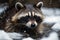 Portrait of a raccoon in the winter forest. Animal in the snow Ai generative