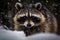 Portrait of a raccoon in the winter forest. Animal in the snow Ai generative