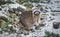 Portrait of Racoon Eating an Apple. Low depth of field, Sharp Eyes, Blurred Blue Background, Snow and Stones.