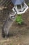  portrait of a racoon stealing food from a bird feeder 2