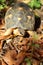 Portrait of radiated tortoise,The radiated tortoise, Astrochelys radiata ,The radiated tortoise from Madagascar