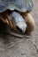 Portrait of radiated tortoise,The radiated tortoise, Astrochelys radiata ,The radiated tortoise from Madagascar