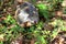 Portrait of radiated tortoise,The radiated tortoise, Astrochelys radiata ,The radiated tortoise from Madagascar