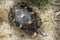 Portrait of radiated tortoise,The radiated tortoise from Madagascar
