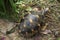 Portrait of radiated tortoise,The radiated tortoise from Madagascar