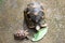 Portrait of radiated tortoise,The radiated tortoise from Madagascar