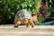 Portrait of radiated tortoise,The radiated tortoise from Madagascar