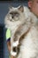 Portrait of Ragdol cat in feline expo