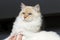 Portrait of Ragdol cat in feline expo