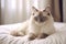 Portrait of a ragdoll cat lying on bed