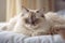 Portrait of a ragdoll cat lying on bed