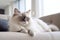 Portrait of a ragdoll cat lying on sofa