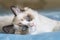 Portrait of ragdoll kitten resting