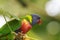 Portrait of a rainbow lorikeet Trichoglossus moluccanus bird i