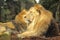 Portrait of a rare Asiatic male lion in the Bristol zoo.