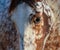 Portrait of rare mixed breed of Spanish and Appaloosa horse