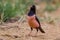 Portrait of rare Rosy Starling (Pastor roseus)