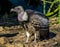 Portrait of a rare ruppell`s vulture, tropical and critically endangered griffon from the sahel region of Africa