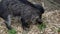 Portrait of a rare, Visayan warty pig, Sus cebifrons negrinus, which is threatened with extinction