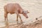 Portrait of rare white Asia water buffalo, albino carabao