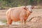 Portrait of rare white Asia water buffalo, albino carabao