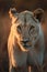 Portrait of a rare white lioness in savanna under sunlight.