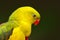 Portrait of rare yellow and green parrot. Regent parrot or Rock pebbler, Polytelis anthopeplus, detail of light green parrot