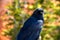 Portrait of a Raven at Bryce Canyon